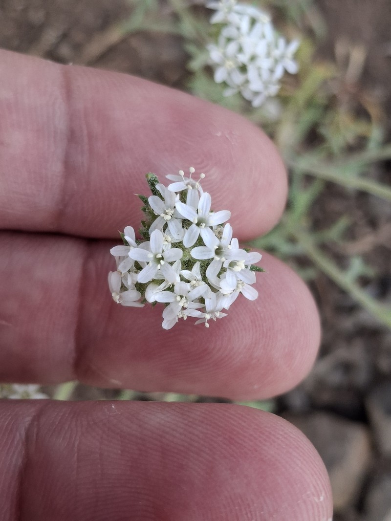 Ipomopsis congesta subsp. congesta photo 5