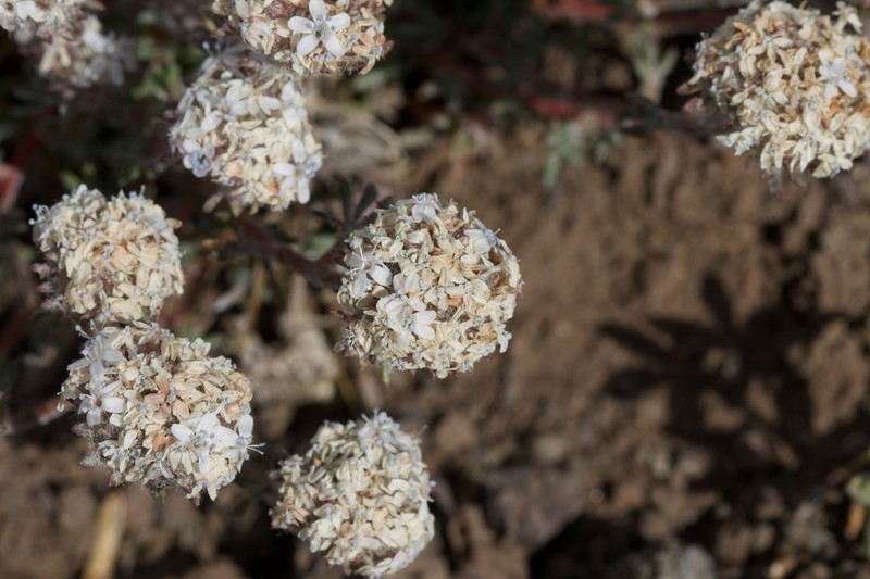 Ipomopsis congesta subsp. congesta photo 6
