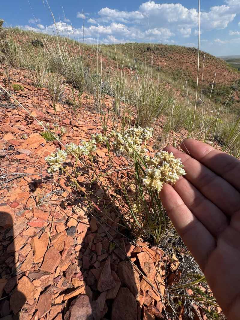 Ipomopsis congesta subsp. congesta photo 7