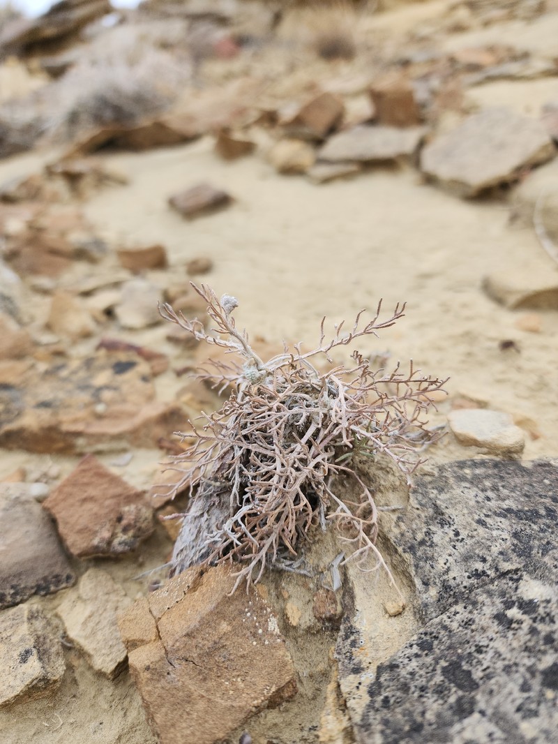 Ipomopsis congesta subsp. congesta photo 8