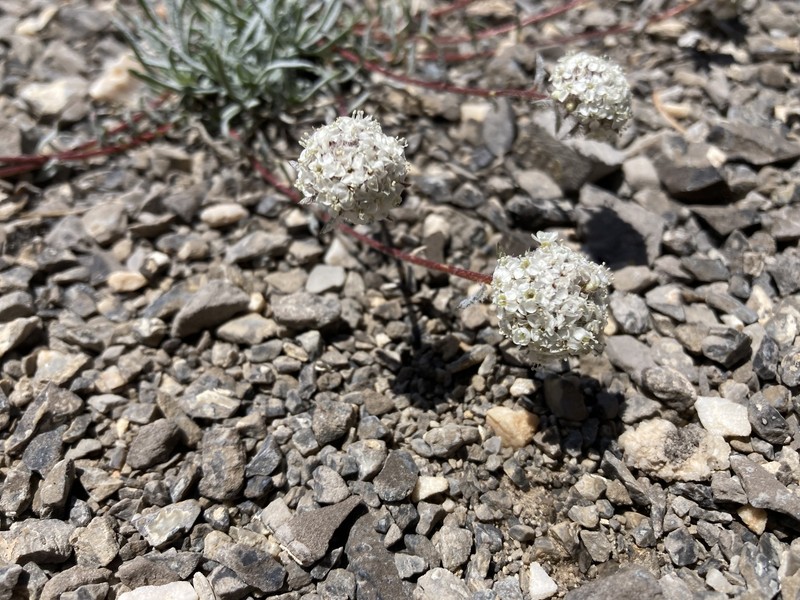 Ipomopsis congesta subsp. crebrifolia