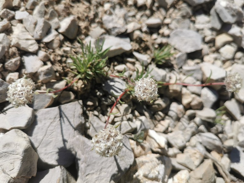 Ipomopsis congesta subsp. crebrifolia photo 2