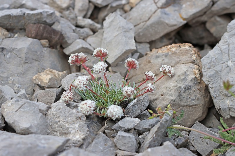 Ipomopsis congesta subsp. crebrifolia photo 3
