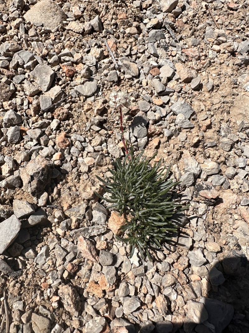 Ipomopsis congesta subsp. crebrifolia photo 4