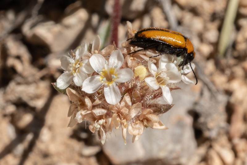 Ipomopsis congesta subsp. crebrifolia photo 5