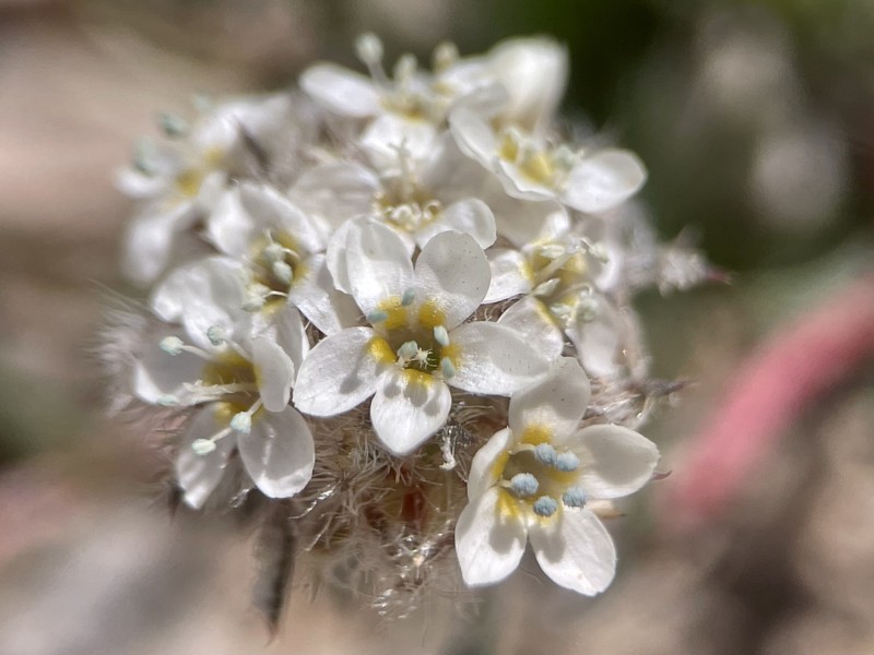 Ipomopsis congesta subsp. crebrifolia photo 6