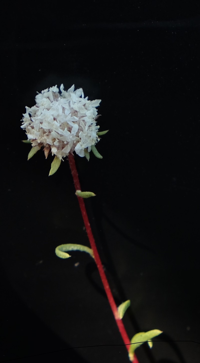 Ipomopsis congesta subsp. crebrifolia photo 7