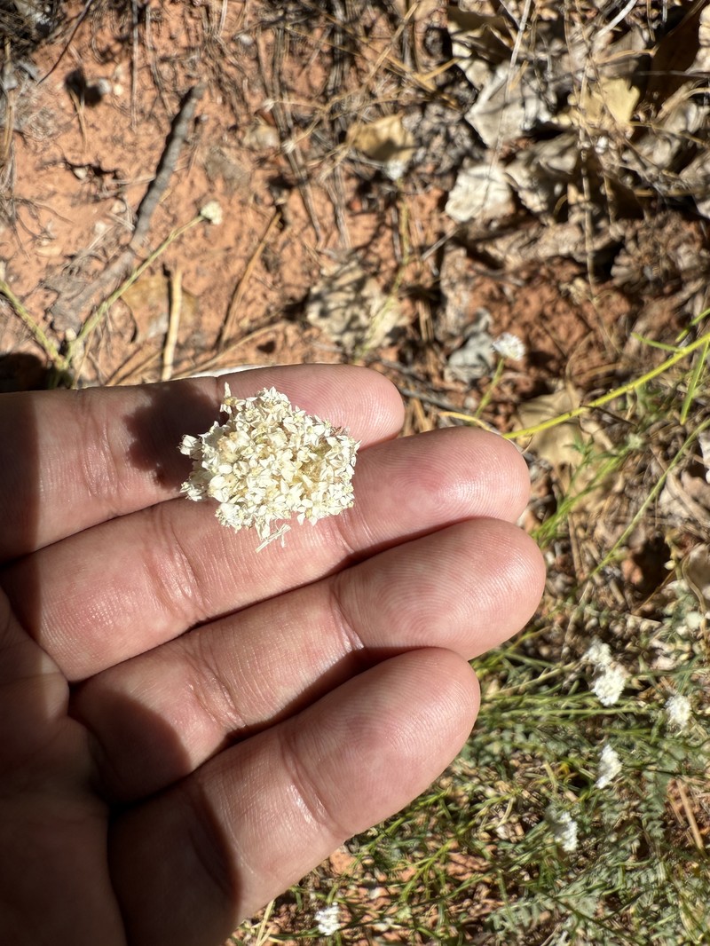 Ipomopsis congesta subsp. frutescens