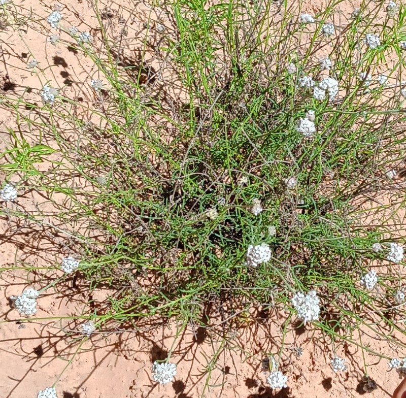 Ipomopsis congesta subsp. frutescens photo 2