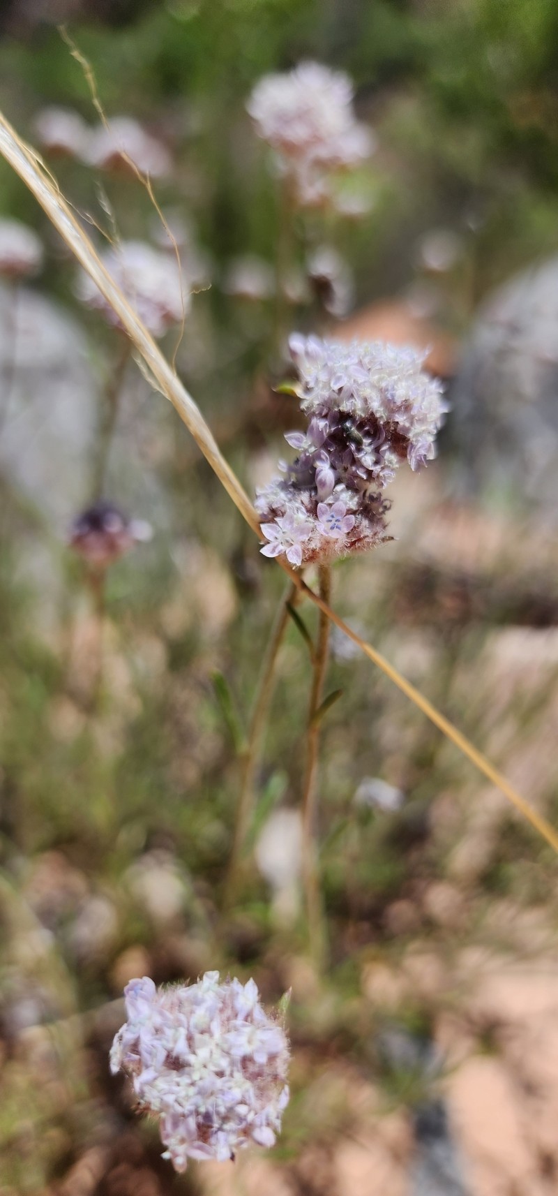 Ipomopsis congesta subsp. frutescens photo 3
