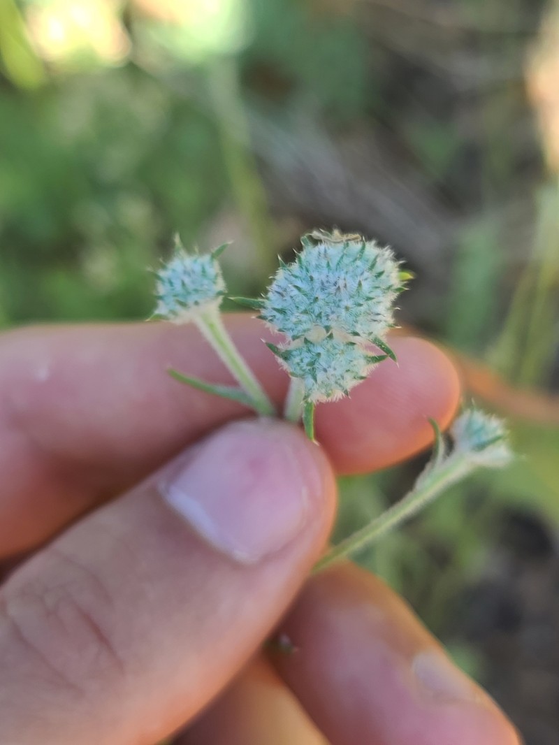 Ipomopsis congesta subsp. frutescens photo 4