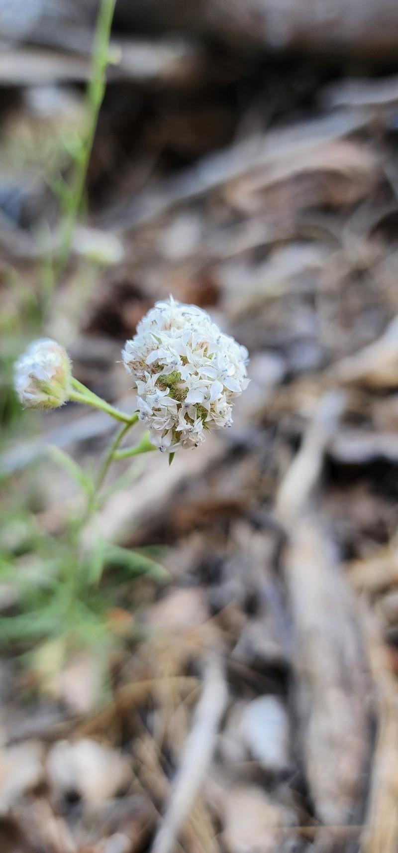Ipomopsis congesta subsp. frutescens photo 5