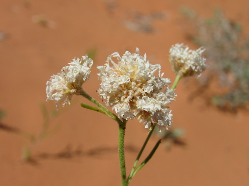 Ipomopsis congesta subsp. frutescens photo 6