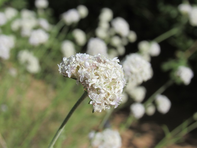 Ipomopsis congesta subsp. frutescens photo 7