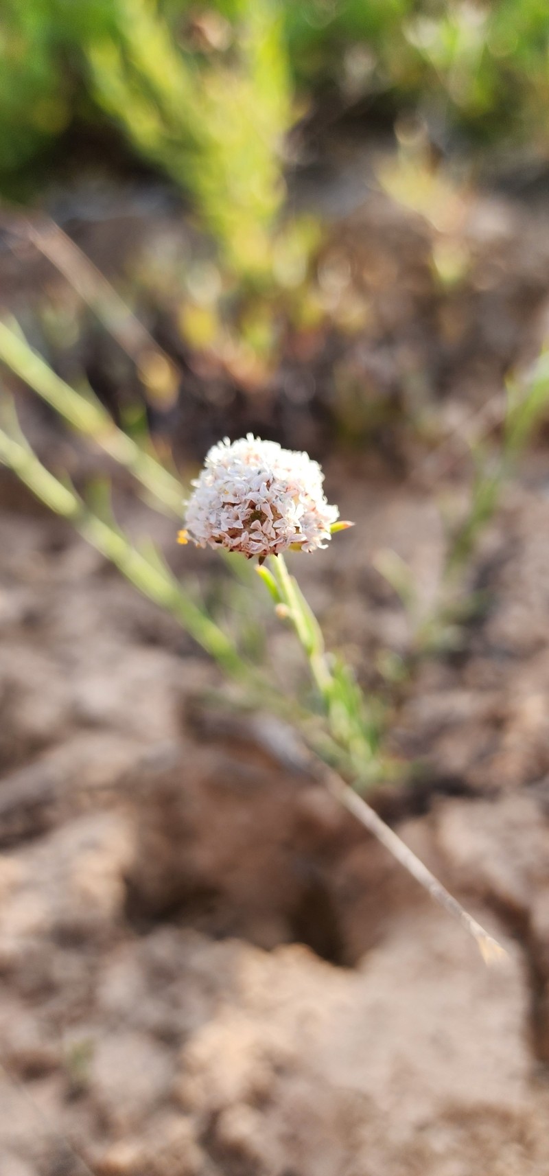 Ipomopsis congesta subsp. frutescens photo 8