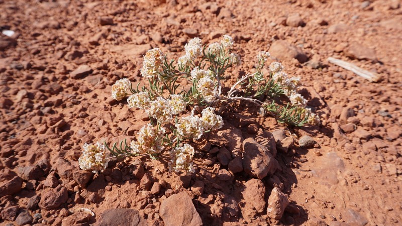 Ipomopsis congesta subsp. matthewii