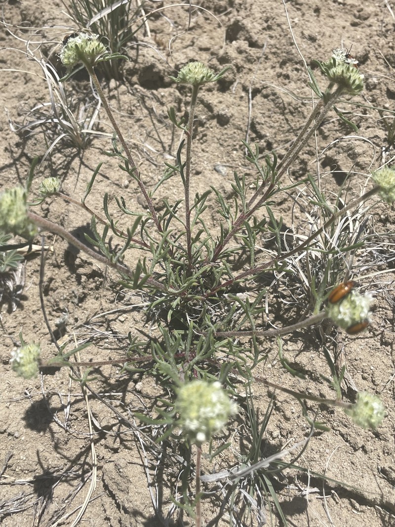 Ipomopsis congesta subsp. matthewii photo 2