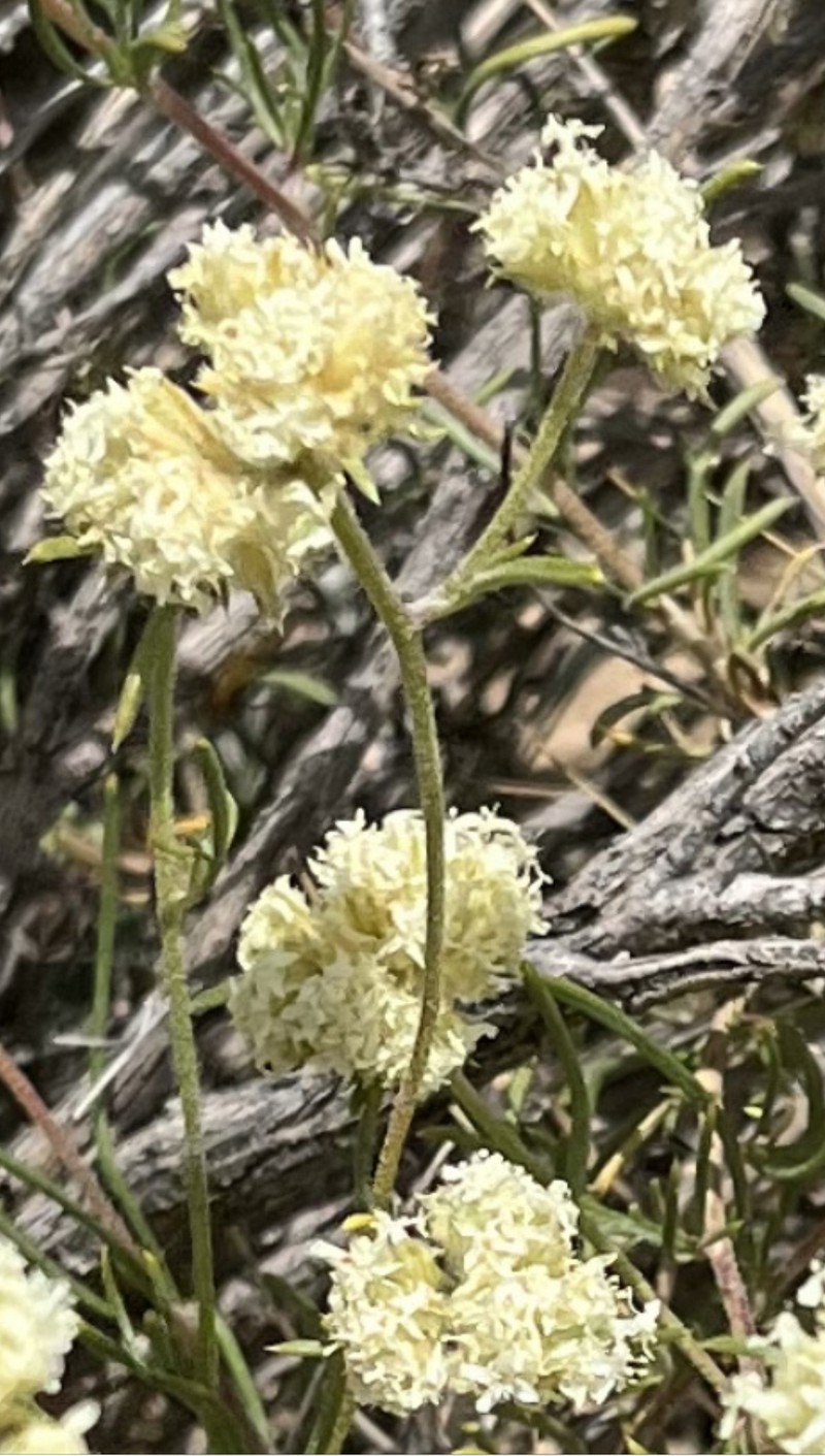 Ipomopsis congesta subsp. matthewii photo 4
