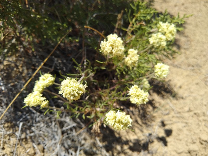 Ipomopsis congesta subsp. matthewii photo 8