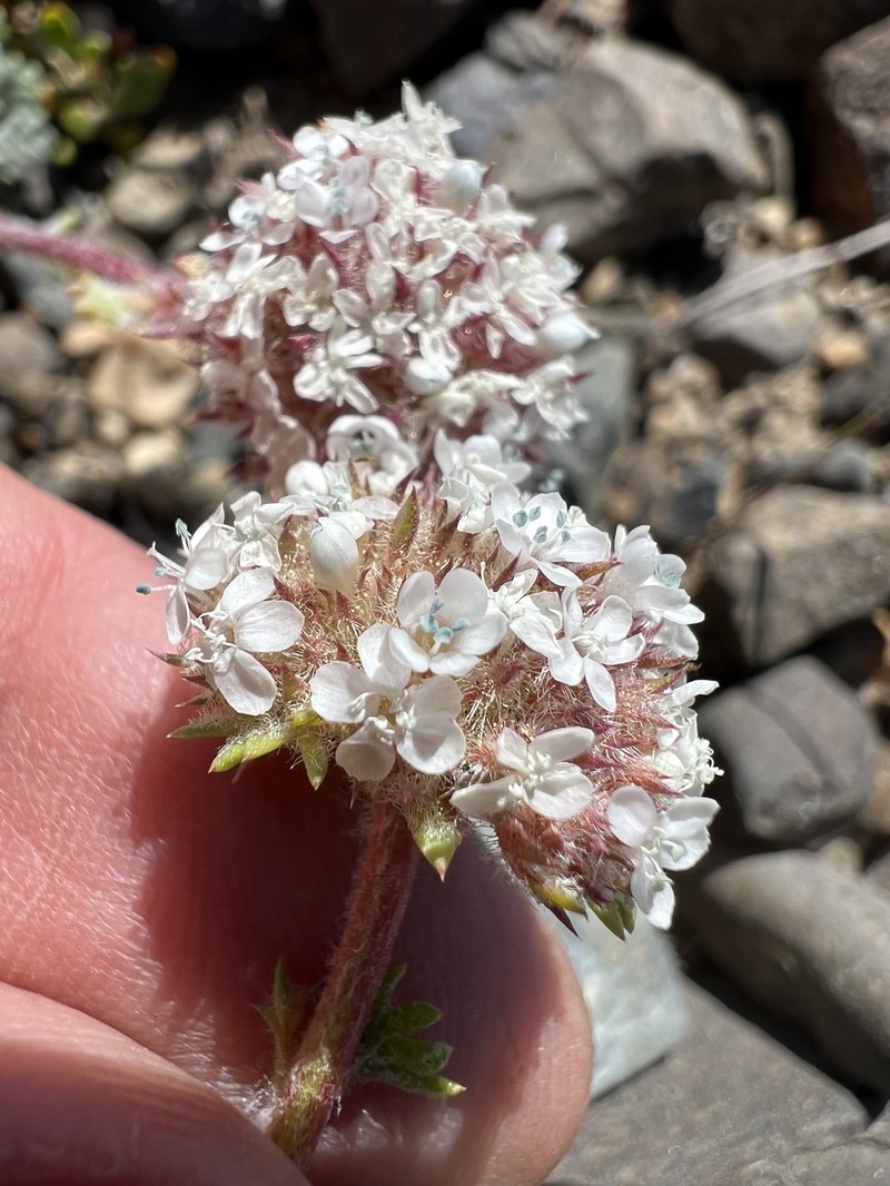 Ipomopsis congesta subsp. montana