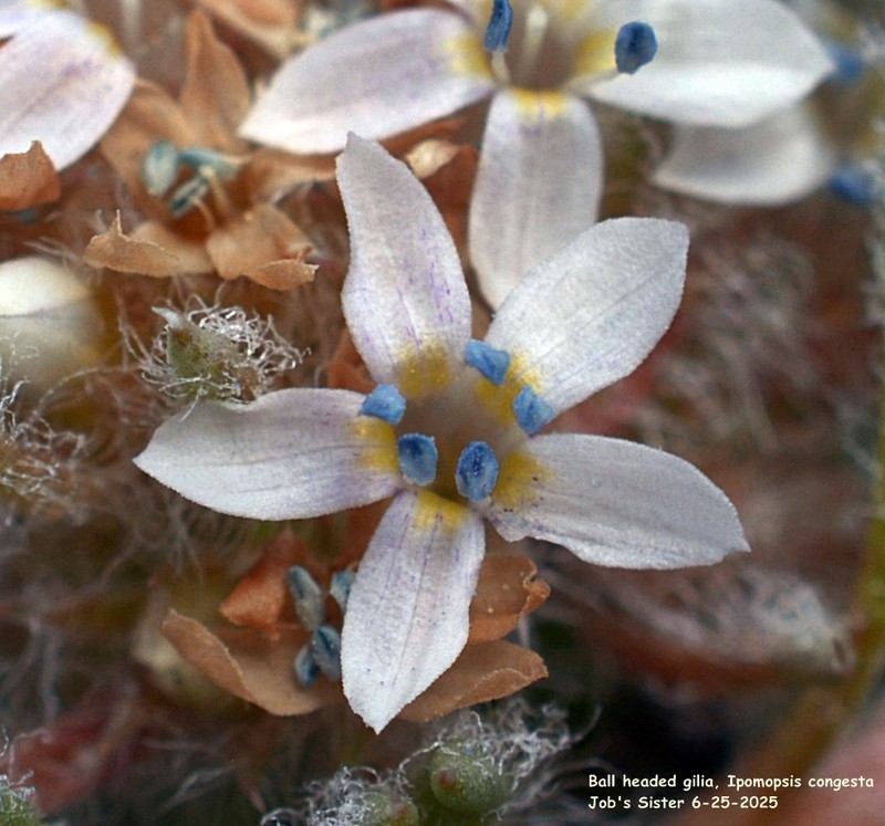 Ipomopsis congesta subsp. montana photo 2
