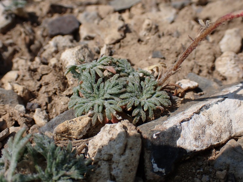 Ipomopsis congesta subsp. montana photo 3