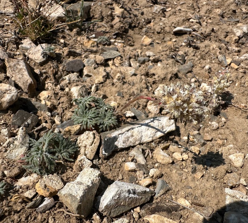 Ipomopsis congesta subsp. montana photo 4