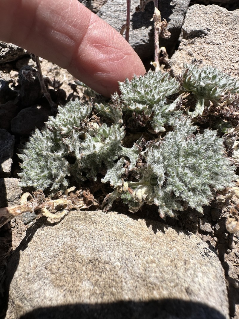 Ipomopsis congesta subsp. montana photo 5