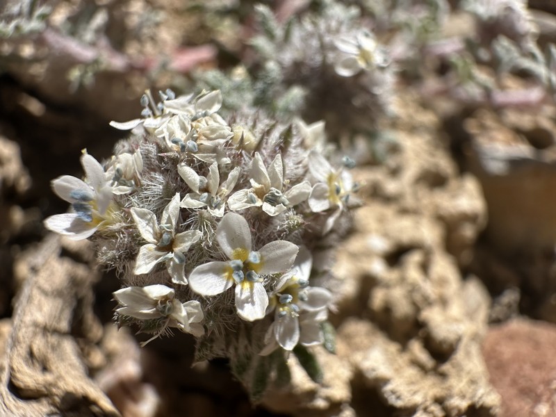 Ipomopsis congesta subsp. montana photo 6