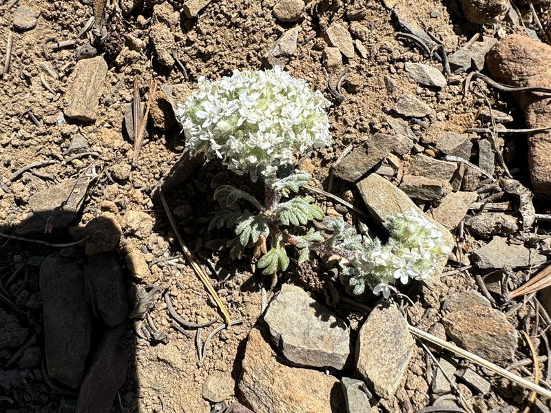 Ipomopsis congesta subsp. montana photo 7