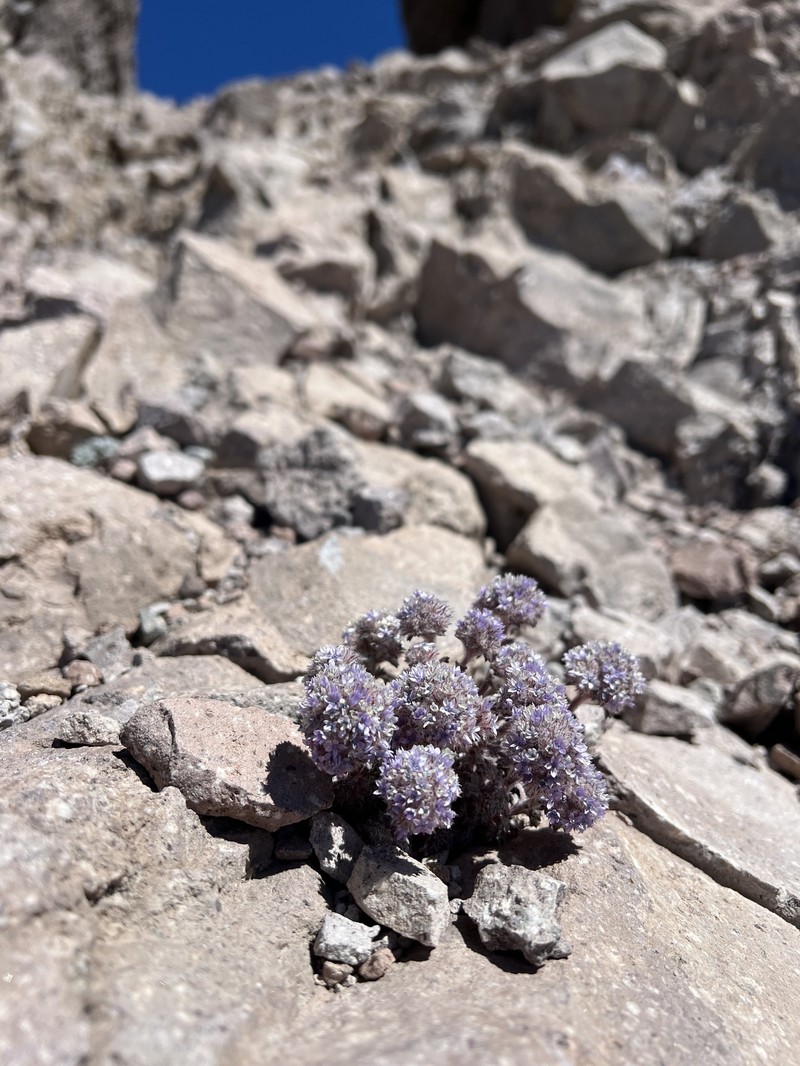Ipomopsis congesta subsp. montana photo 8