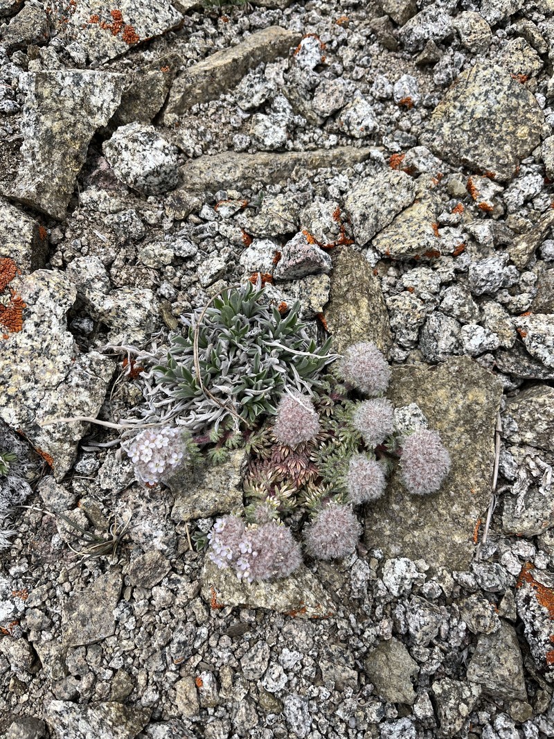 Ipomopsis congesta subsp. nevadensis