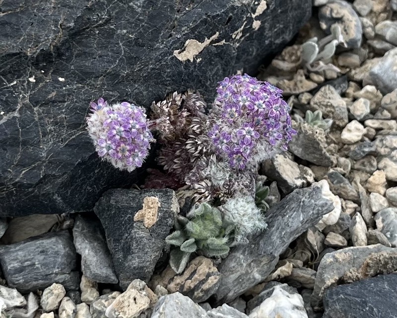 Ipomopsis congesta subsp. nevadensis photo 2