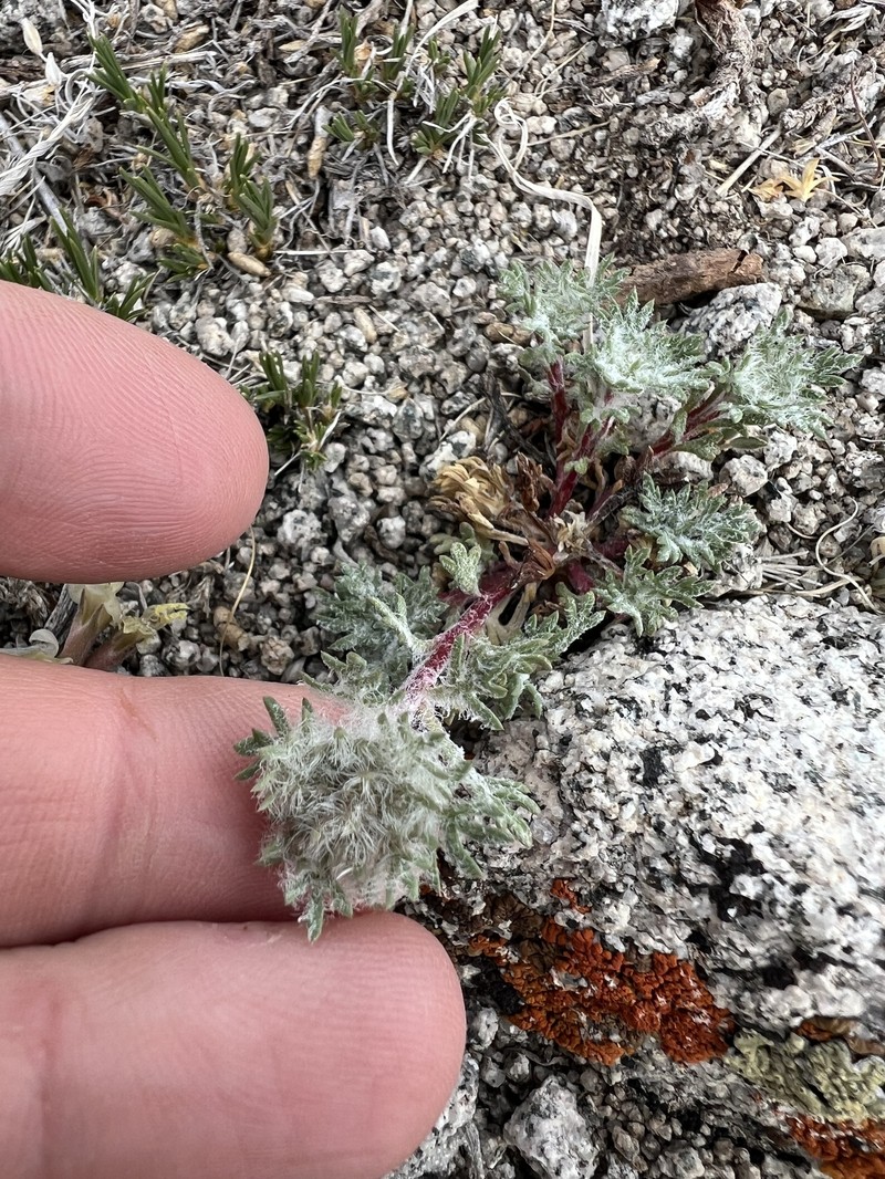 Ipomopsis congesta subsp. nevadensis photo 3