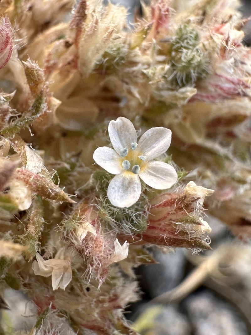 Ipomopsis congesta subsp. nevadensis photo 4