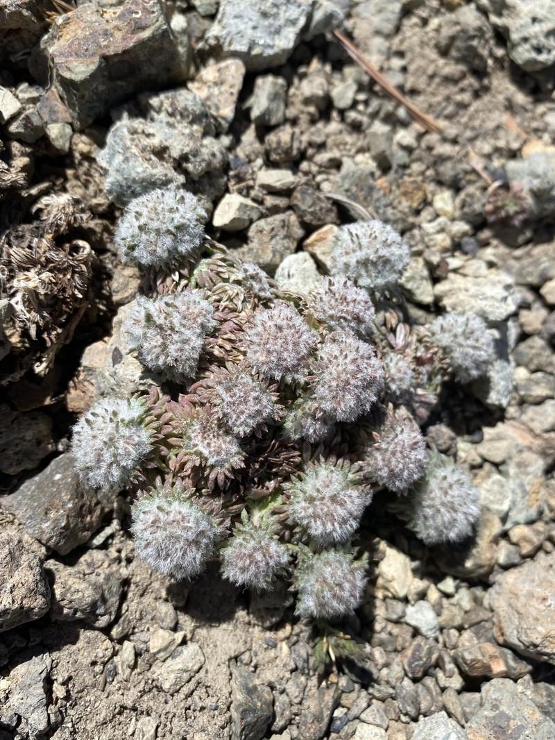 Ipomopsis congesta subsp. nevadensis photo 5
