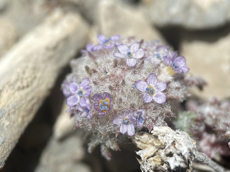 Ipomopsis congesta subsp. nevadensis photo 6
