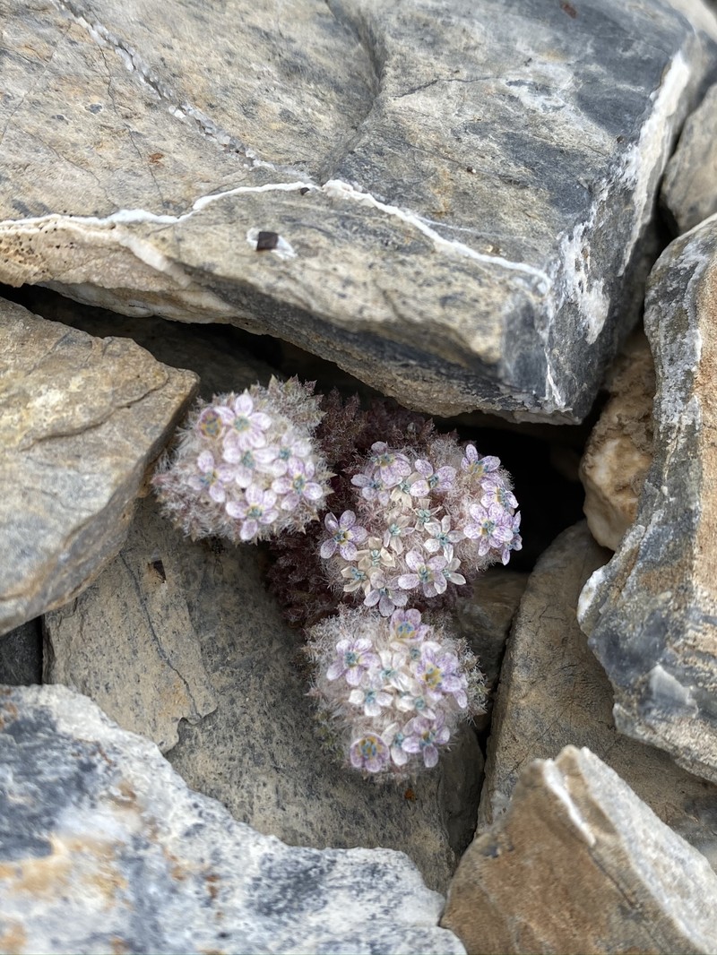 Ipomopsis congesta subsp. nevadensis photo 7