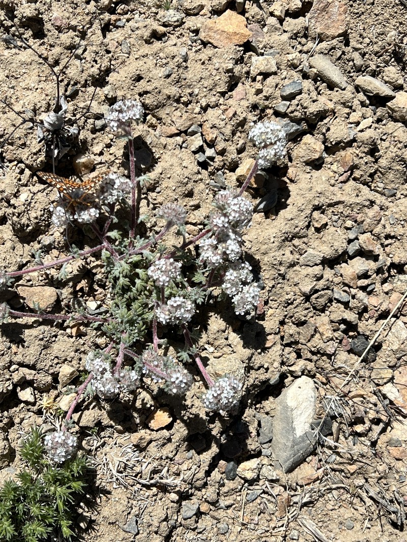 Ipomopsis congesta subsp. palmifrons