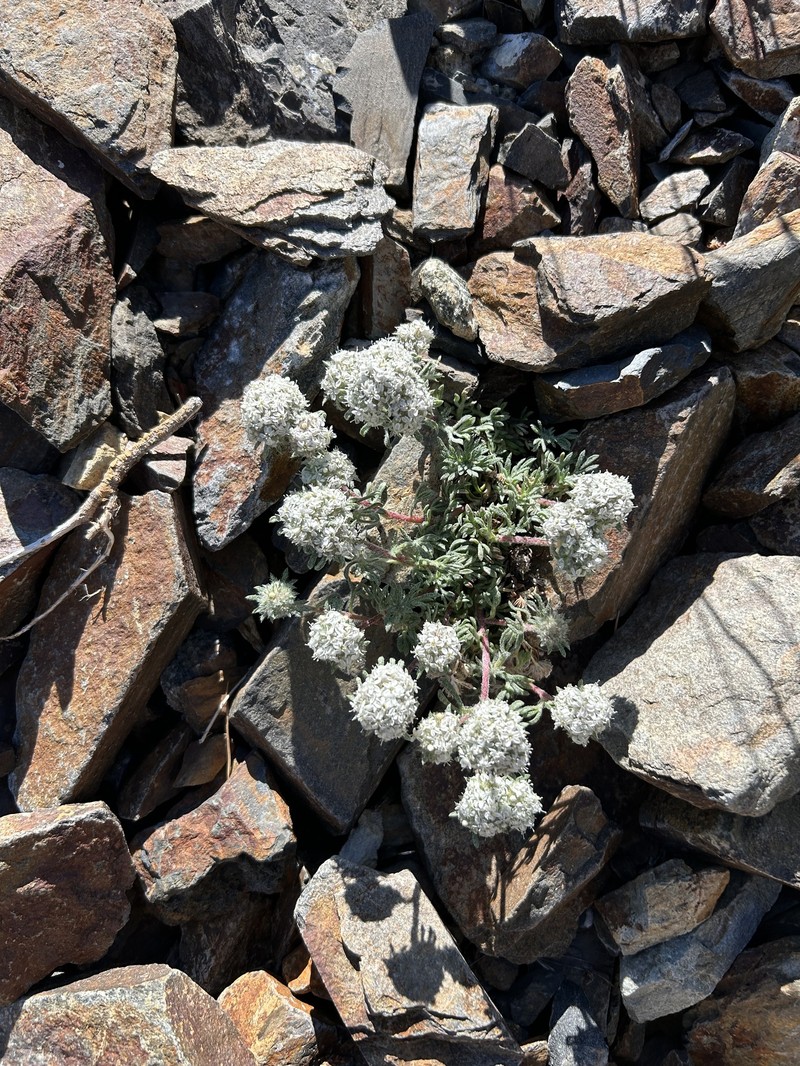 Ipomopsis congesta subsp. palmifrons photo 2