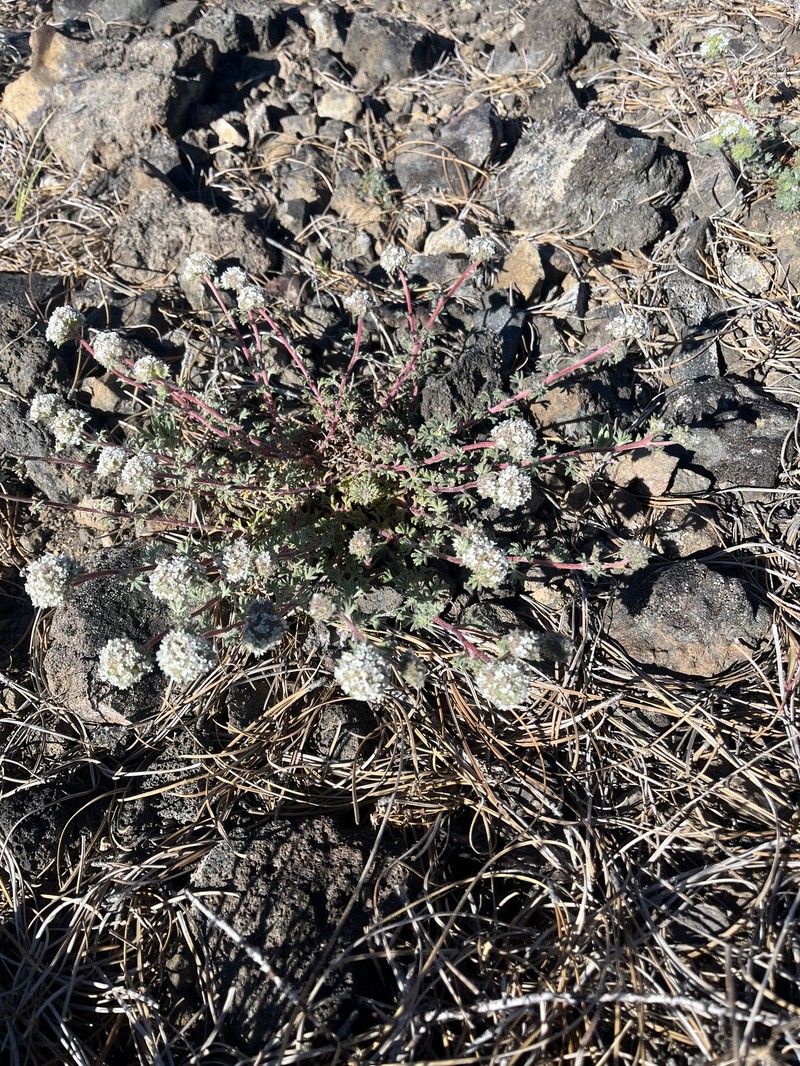 Ipomopsis congesta subsp. palmifrons photo 3