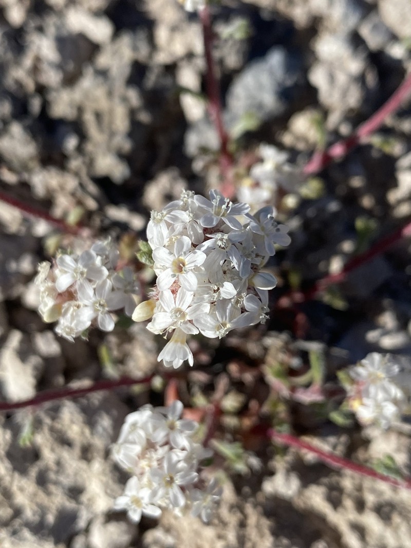Ipomopsis congesta subsp. palmifrons photo 4