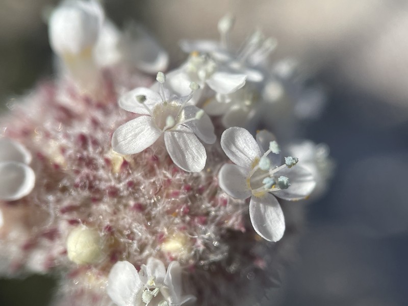 Ipomopsis congesta subsp. palmifrons photo 5