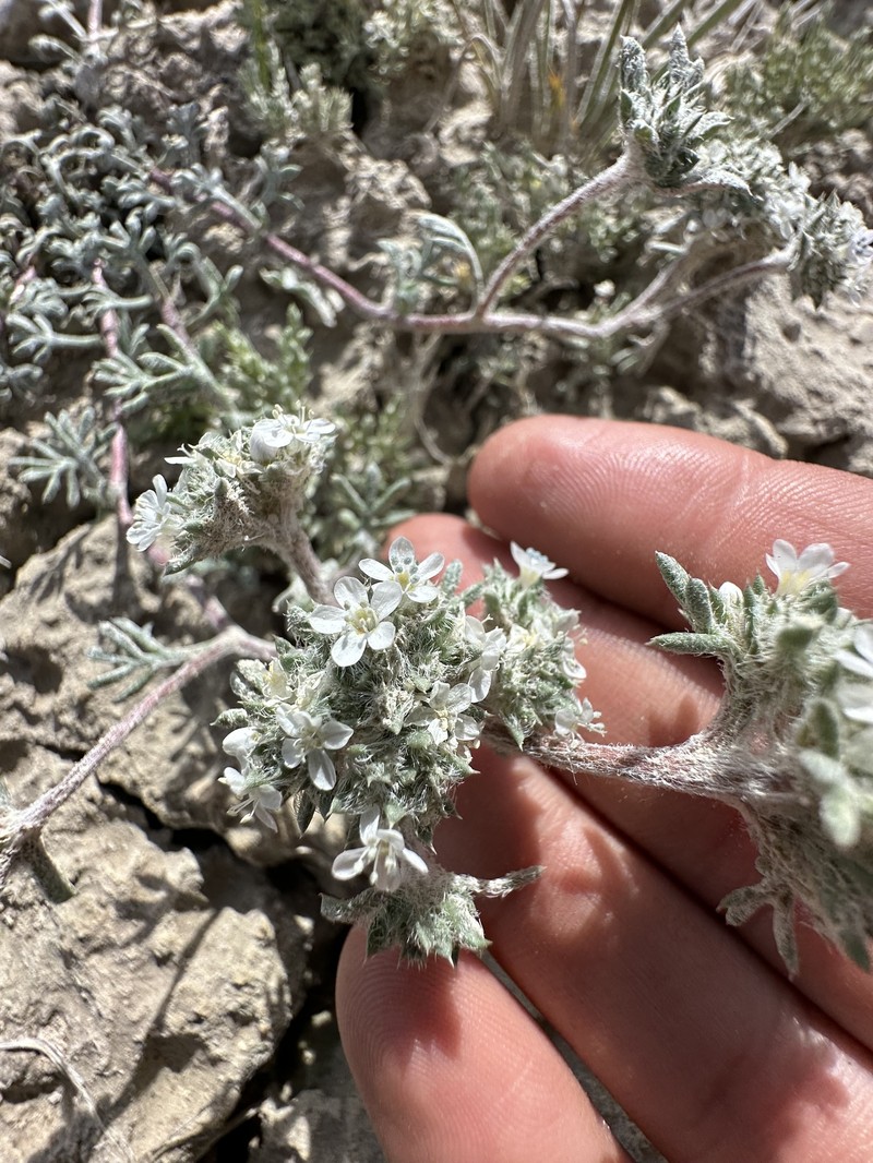 Ipomopsis congesta subsp. palmifrons photo 7