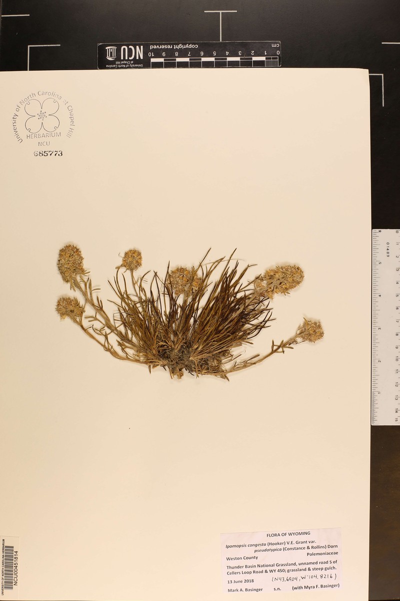 Ipomopsis congesta subsp. pseudotypica photo 3