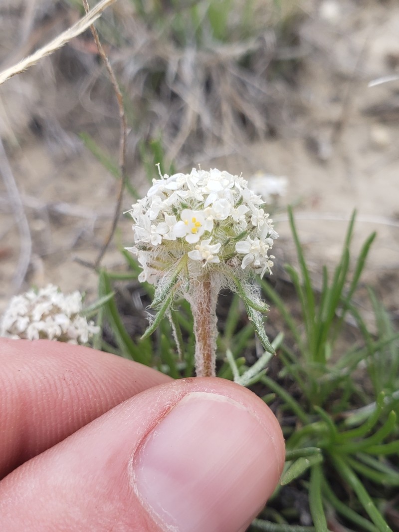Ipomopsis congesta subsp. pseudotypica