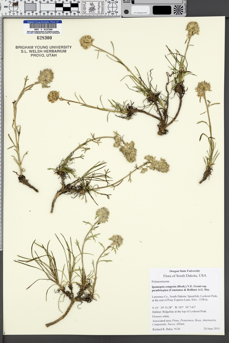 Ipomopsis congesta subsp. pseudotypica photo 2