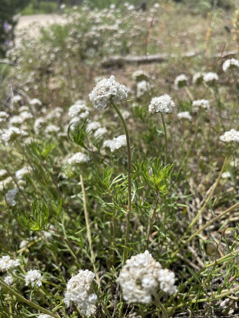 Ipomopsis congesta subsp. viridis photo 2
