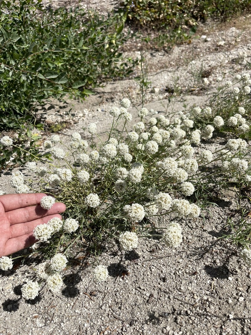 Ipomopsis congesta subsp. viridis photo 3
