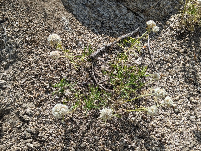 Ipomopsis congesta subsp. viridis photo 4